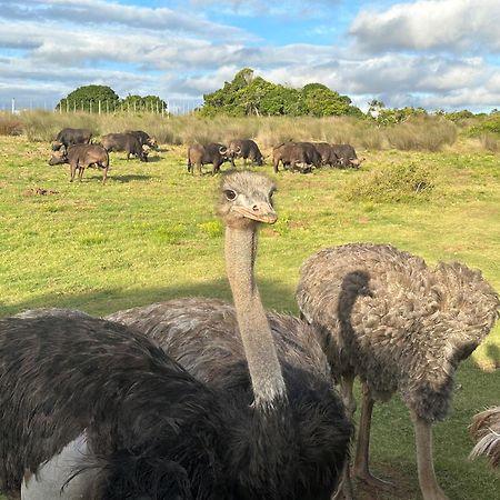 Ostrich Cottage At Les Wings Private Game Farm Groot-Jongensfontein Exteriör bild