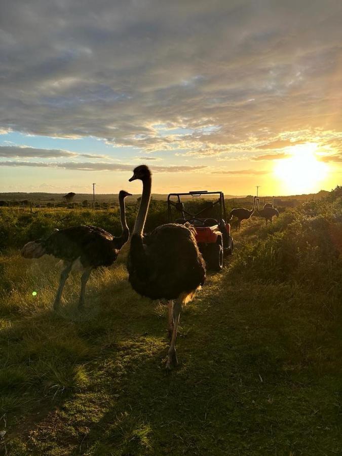 Ostrich Cottage At Les Wings Private Game Farm Groot-Jongensfontein Exteriör bild