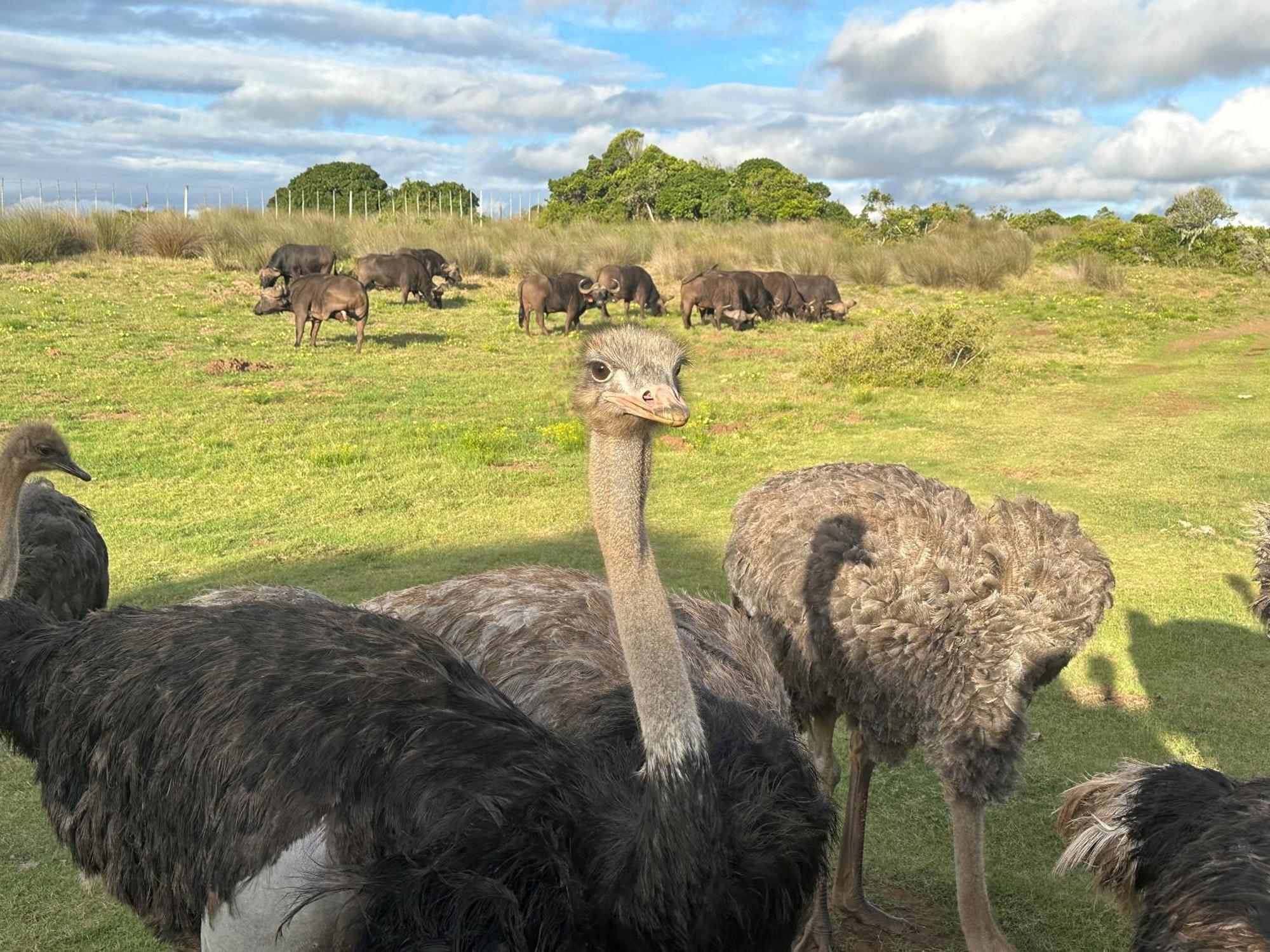 Ostrich Cottage At Les Wings Private Game Farm Groot-Jongensfontein Exteriör bild